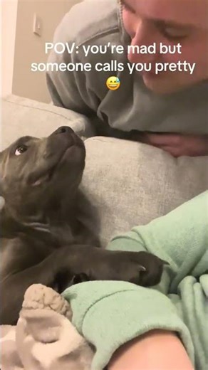 @dexterdawgx: Sound up for a staffy tantrum 🤣 #dog #doglover