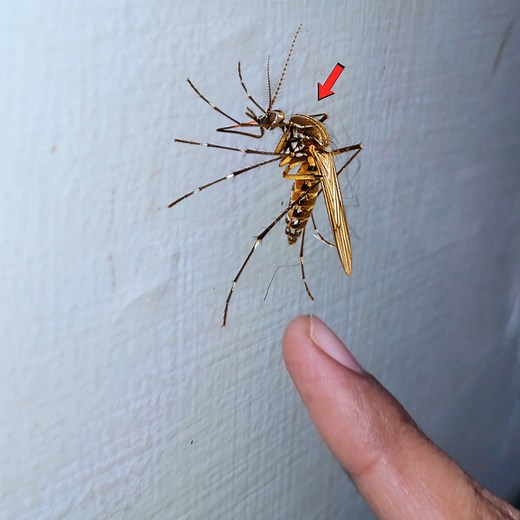 இவ்ளோ பெரிய கொசுவா...? | Tamil Jailer