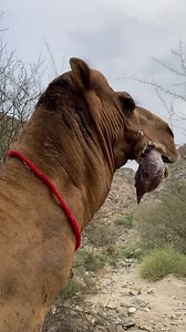 Male dromedary camels has an organ called a dulla in its throat, a large, inflatable sac he extrudes from his mouth when in rut to assert dominance and attract females.