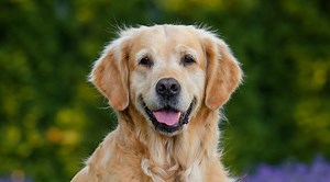Golden retriever finds mud at the park — comes home as a chocolate lab (video)
