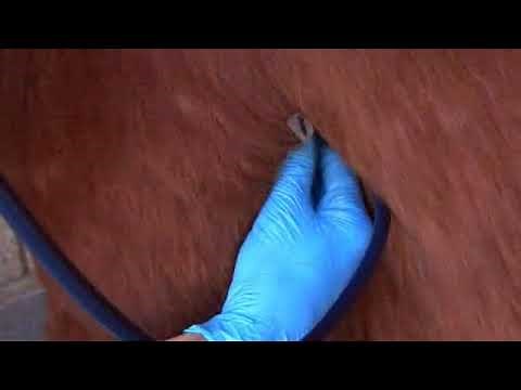 Cardiac Auscultation Part 1