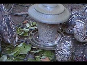 raising quail on a budget