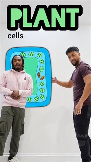 Matt Green on Instagram: "Teachers in Paris. Remye and May-Z. Plant cell specialisation. GCSE Biology 💪🏾 Massive thanks to @remskkii for coming through on this one 🙏🏽🙏🏽 #science #gcse #biology #RappingUpScience #revision"