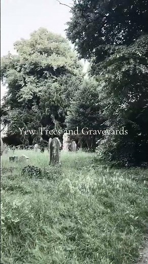 Why Every Old Graveyard Has These Trees… #yewtrees #spooky #mystery
