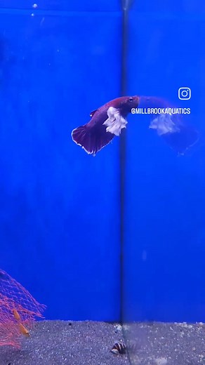 ✨️Siamese fighting fish✨️ "Just keep swimming" #siamesefightingfish #fish #fishtank #reflection #water #aquatics #newpost #pets #aquarium #nemo #dory #findingnemo #siamesefighterfish #siamesefighter #beautiful #trendingreels | Millbrook Aquatics | Facebook