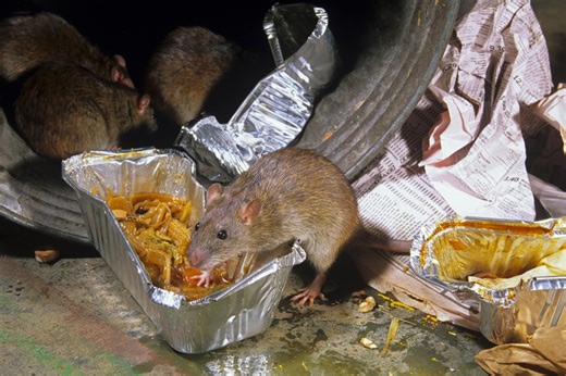 Scots council homes hit by over 16k rodent infestations as pests invade houses