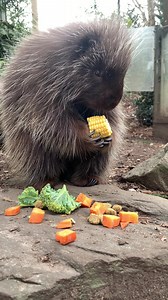Enjoy a #MomentofZoo with this North American porcupine eating breakfast. Porcupines can use their powerful claws to dig for plants, tear off tree bark, and to anchor themselves when climbing. They also come in handy as corn cob holders! | Prospect Park Zoo