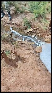 528K views · 1.3K reactions | #Crops #Cotton #Wheat #Maize #Rice...