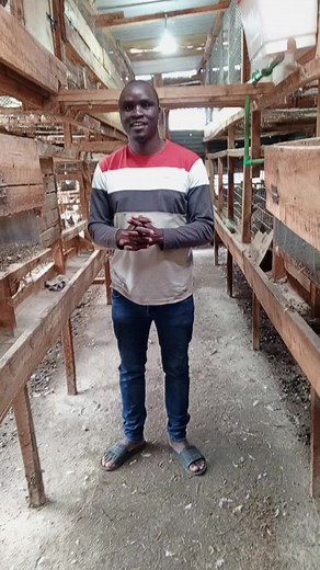 Innovative Chicken Coops for Small Spaces | Mkulima Smart