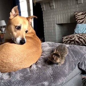 4M views · 80 reactions | These cats falling off things is the best we've watched all week | Good Housekeeping | Facebook