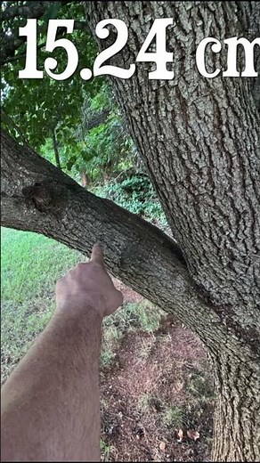 💪 Meet the Prunarbo E8 Electric Chainsaw — compact size, massive power!