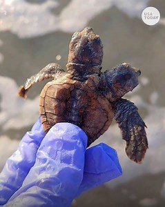 193K views | Spotted: a rare two-headed baby loggerhead sea turtle headed to the ocean. | USA TODAY Video | Facebook