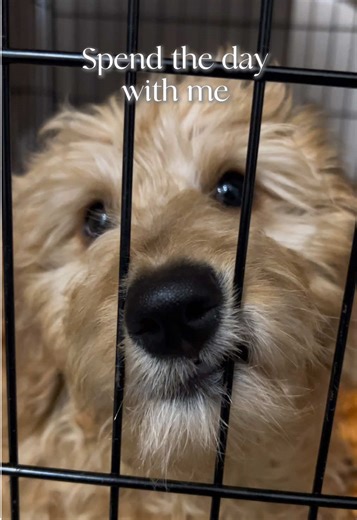 A Day in the Life: Office Laughs and Pet Adventures