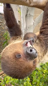 1.2M views · 35K reactions | Day 11: Serving baby sloth nostalgia this Crunchmas 殮 #throwback #cashew #12daysofcrunchmas #sandiegozoo | San Diego Zoo | Facebook