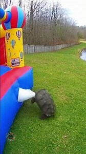 Snapping turtle bites bouncy house🤣😂😋🥰😍#funny #cute #turtle #livelaughlove #ai