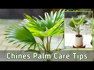Chinese Palm Care Tips | How to Grow and Maintain Chinese Fan Palm Indoors & Outdoors