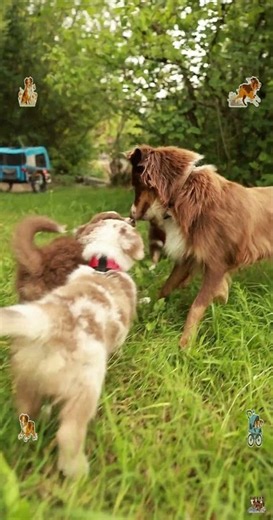 Big trip to Kempten! Lule's puppies conquer the park 🐾🌳