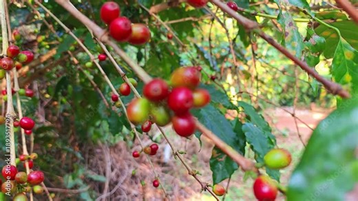 processing of raw coffee bean out of coffee plant seed