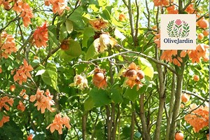 8 European Hazelnut Tree Seeds – Corylus Avellana – Filbert Nut Tree – Heirloom NON-GMO - Etsy