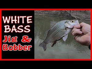 Spring White Bass Fishing | Jig and Bobber