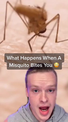 Understanding the Impact of a Mosquito Bite on Your Body