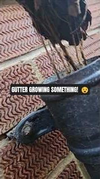 GROSS Gutter Repair Start to Finish – New Seals, Clips, Clean & Downpipe Unblock