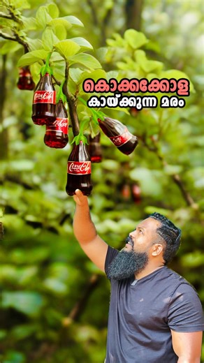 Coca Cola Tree #plant #tree #farm #garden #reels | Camp Setters by താടിക്കാരൻ