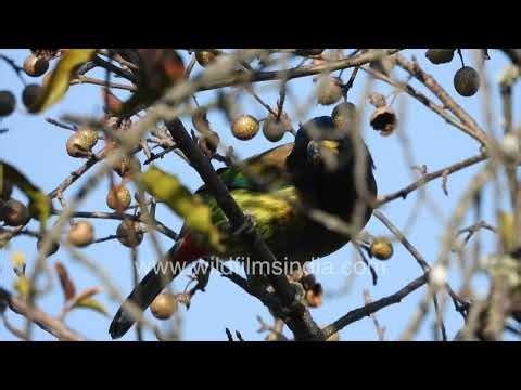 Great Barbet perched quietly behind forest branches