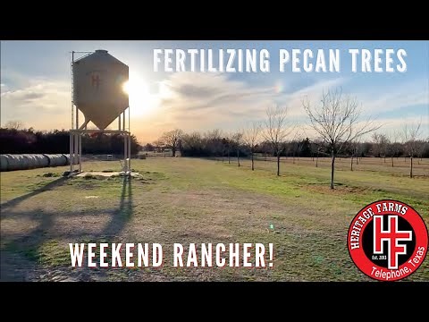 Fertilizing Pecan Trees - Spring Orchard Work