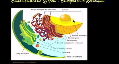 Endoplasmic Reticulum