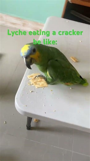 Ma parrot eating a cracker
