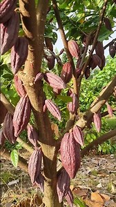 wow buahnya sangat lebat #buah #viral #kakao #pertanian #teknikpertanian