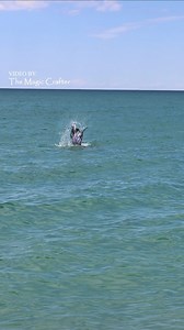 22M views · 95K reactions | A mermaid or a whale? 隆‍♀️ If you saw...