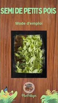 Semi de petits pois: mode d'emploi