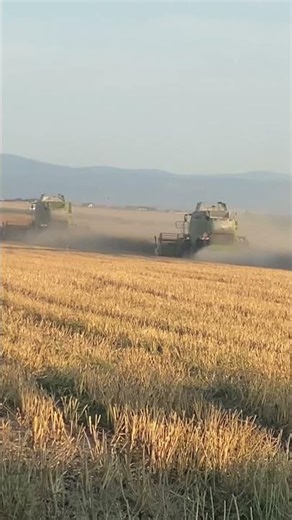 Żniwa #rolnictwo #kombajn #cllass #żniwa