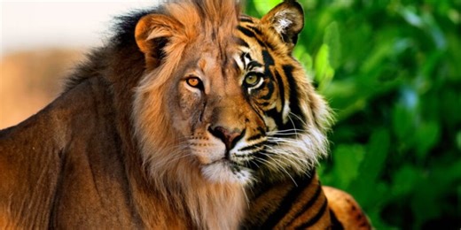 Hybrids between two species can produce “swarms” that flourish