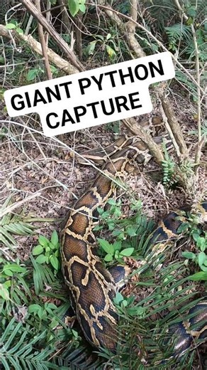GIANT PYTHON CATCH! #python #snake #wildlife #florida #nature #animals #reptiles #shorts #catch