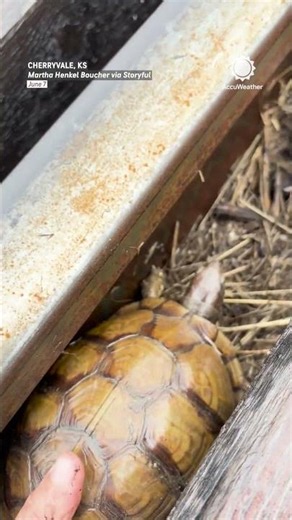 Woman Rescues Turtle Stuck At Railroad Crossing