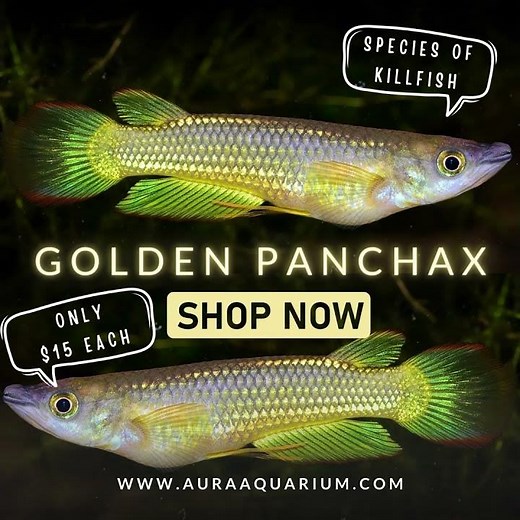 Golden Panchax