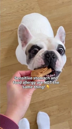 If your dog has digestive issues or skin problems, you think: "It's probably a food allergy."