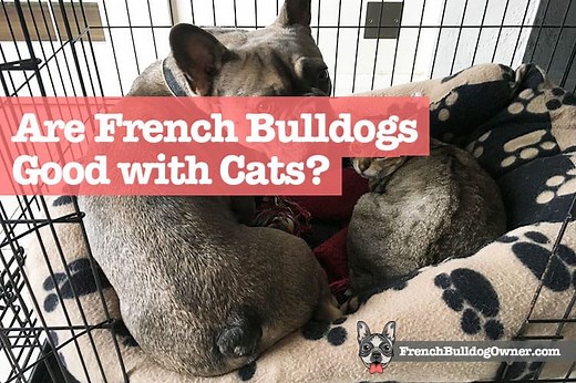 Are French Bulldogs Good with Cats? 5 Step Introduction