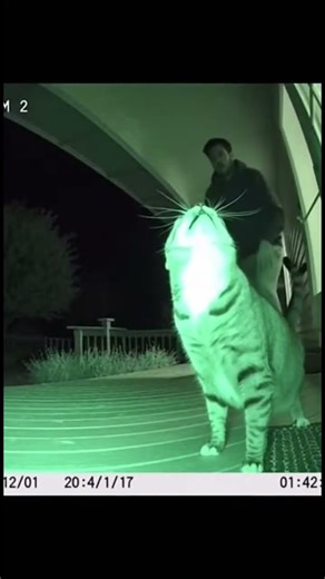 Cat sing opera at midnight so annoyed 😑 😾 #cat #funnytiktok