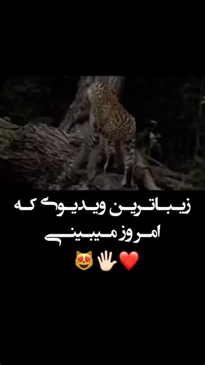 ＵＮＫＩＮＤ༻ on Instagram: "#🇯🇵 Japan is turning footsteps into electricity! ⚡ Using piezoelectric tiles, every step you take generates a small amount of energy. Millions of steps together can power LED lights and displays in busy places like Shibuya Station. A brilliant way to create a sustainable and smart city — turning m..."