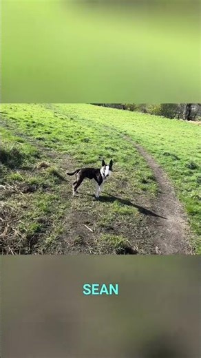 Django Unleashed: A Windy Good Friday #shorts