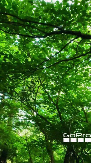 Into the Forest of Mt. Mitake 🌲⛰️ | 4K GoPro Hiking Short