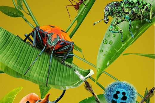 ‘A Real Bug’s Life’: Watch Exclusive Clip Of Awkwafina-Narrated Natural History Series Inspired By Pixar Movie