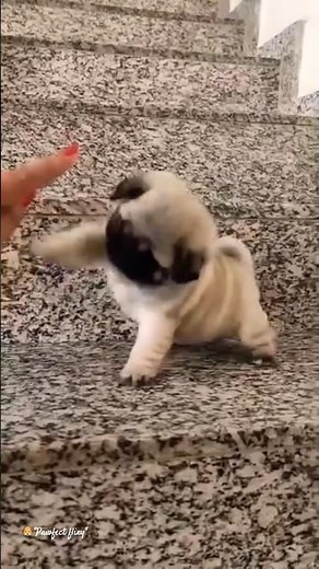 🐶"ULTRA CUTE Puppies & Funny Dog Moments You Need To See! 🥹 | #Shorts #puppy #viralshort #music