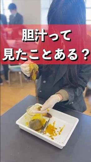 【錦城高校】生物実験 胆汁 #実験