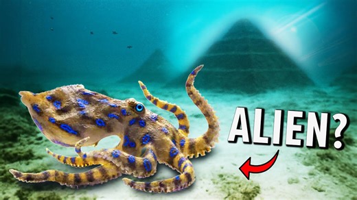 Are Octopuses Extraterrestrial? Exploring the Science Behind the Mystery