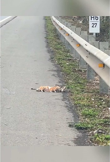 Animals Heaven on TikTok